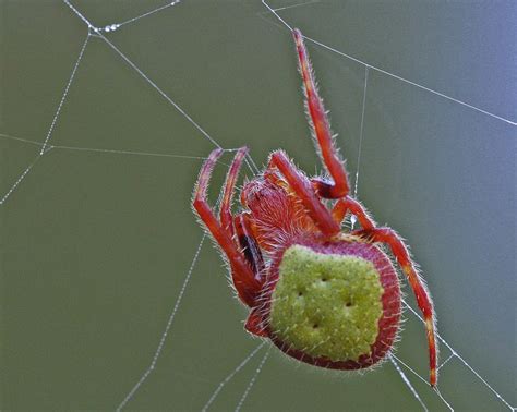 red and green spider